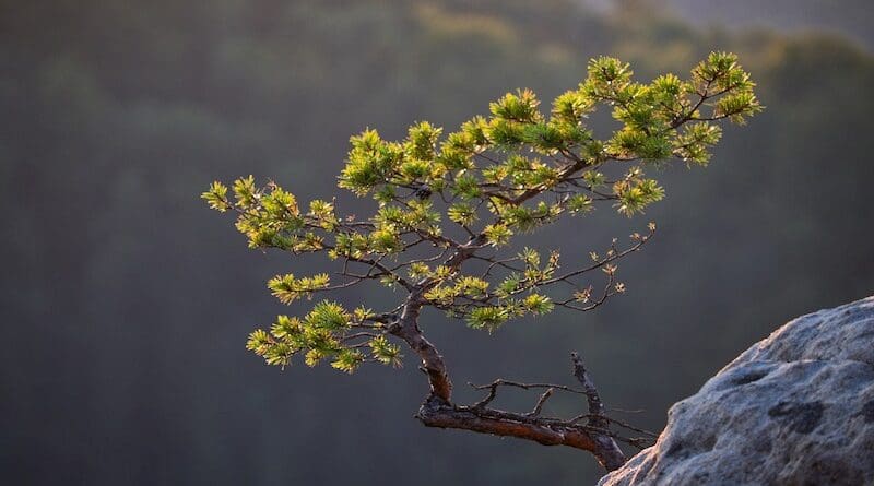 pine tree