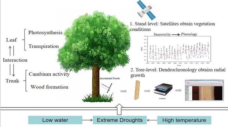 Tree growth is affected by the interaction of complex physiological processes among various organs, and resource availability is the key factor CREDIT: Shi, Han, et al.,