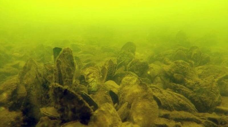 A restored oyster reef in a sanctuary in the James River, Maryland. CREDIT: Fisheries Conservation Lab, Smithsonian Environmental Research Center