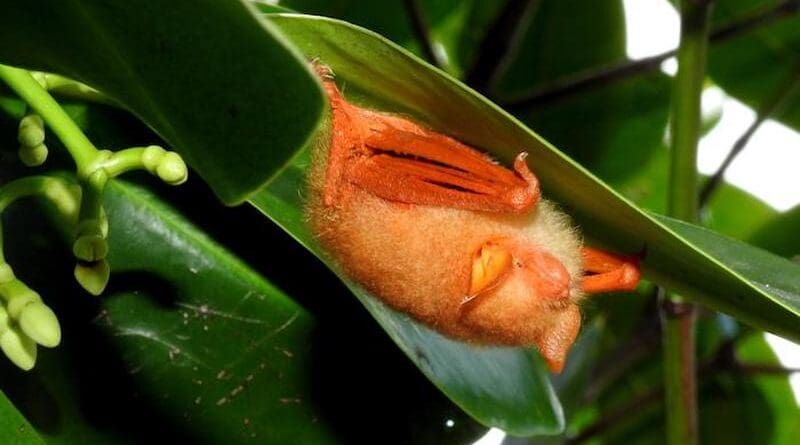 A painted woolly bat, or Kerivoula picta, roosts under a leaf in Indonesia. Unlike its cave-dwelling cousins, this species does not live in groups, but as individuals or pairs in fields and forests in Southeast Asia. CREDIT: Abu Hamas/iNaturalist