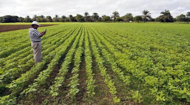 Soy bean production in Colombia's eastern plains, or Llanos CREDIT: CIAT/N. Palmer