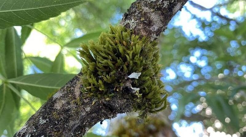 Orthotrichum lyelli, a type of moss typically found growing on trees, is an effective air monitoring system because it has a wide surface area to collect contaminants that settle out of the air around it. CREDIT: Alyssa Shiel, Oregon State University.