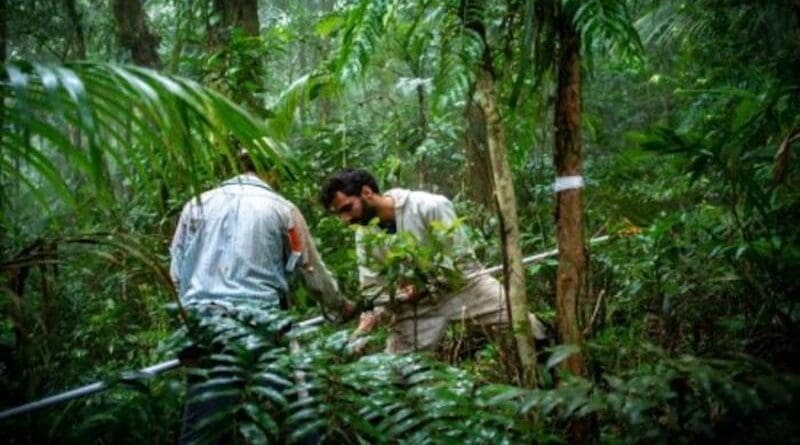 Collecting botanical material from NewFor project plots. Plant species inventorying is a complex and difficult task that could be left to experts in the second tier of permit application analysis, according to the researchers CREDIT: Rens Brouwer