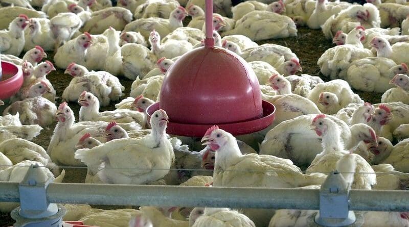 Chickens being raised on a farm. Photo Credit: Agencia Brasil