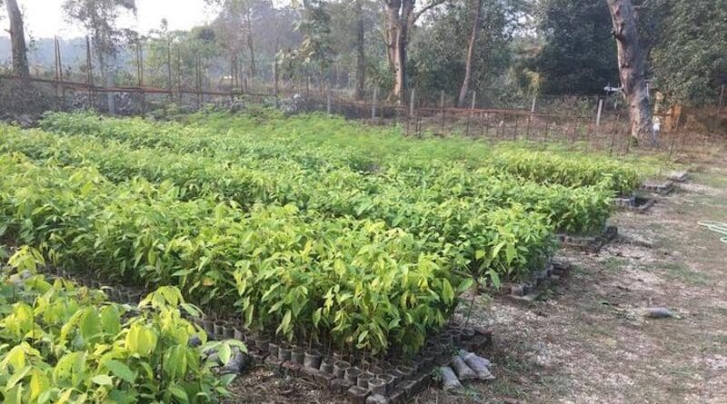 Tree nursery in Madhesh Province, Nepal CREDIT: Jeff Vincent