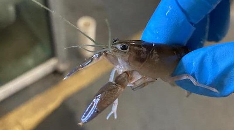 Crayfish in laboratory. CREDIT: Jenelle McCuaig