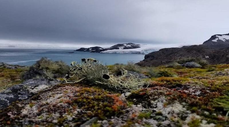 Vegetation in Antarctica is dominated by lichen and mosses. Image from Livingston Island, maritime Antarctica Credit: Felix Grewe