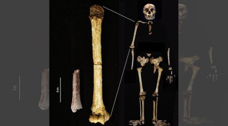 The Mata Menge humerus fragment (left) shown at the same scale as the humerus of Homo floresiensis from Liang Bua. CREDIT: Yousuke Kaifu