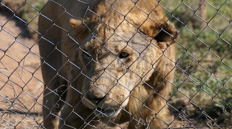 Lion at a commercial breeding facility in South Africa. CREDIT: Roberto Vieto / World Animal Protection.