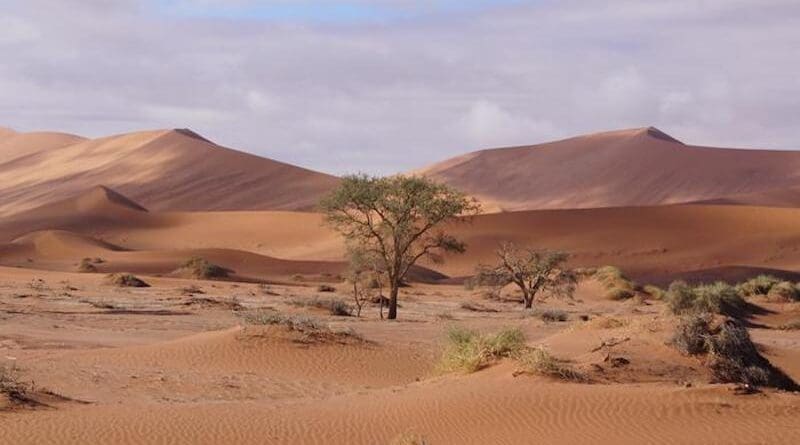 Trees in the Namib Desert CREDIT: Lixin Wang