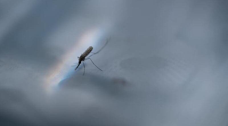Close up image of a mosquito. Credit: Jack Fox/ANU