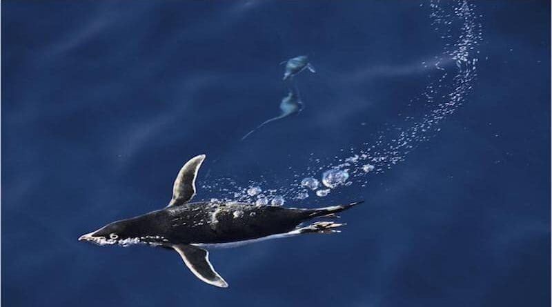 An Adélie penguin swims in the Southern Ocean. CREDIT: John Weller