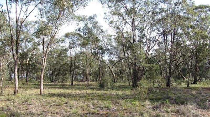 Open forest in New South Wales, Australia. Photograph by Manuel Delgado Baquerizo