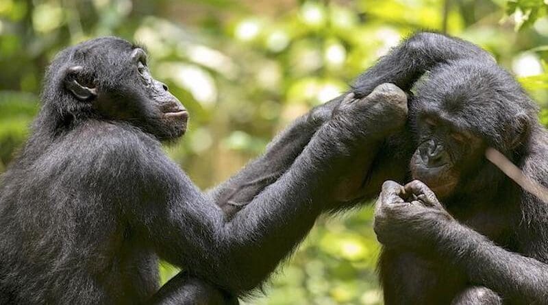 Two bonobos engaging in social grooming. (Wamba, DRC) CREDIT: KyotoU/Shinya Yamamot