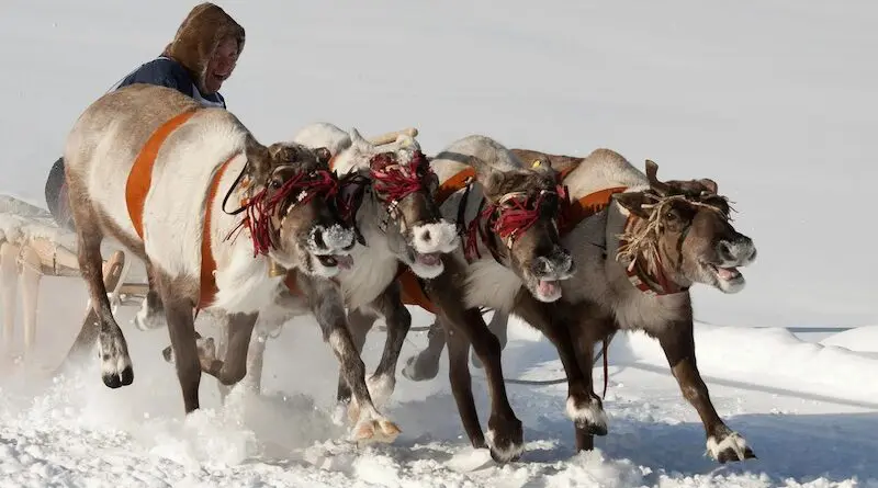 Inuit Saami Chukchi reindeers arctic