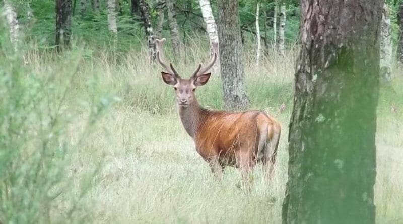 Red deer in a forest CREDIT: INRAE - Anders Mårell