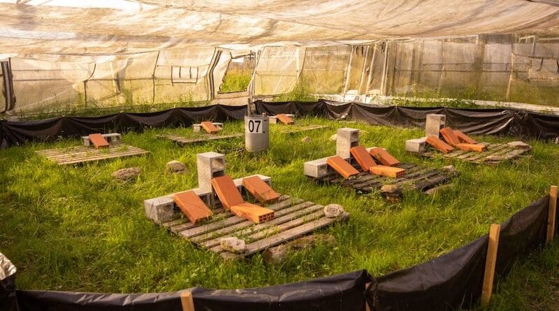 The researchers released nine males and nine females into each of ten experimental enclosures at the Terrestrial Metatron research facility (SETE-Moulis, Caumont, France). Within each enclosure, they created three high-quality sites and three low-quality sites to encourage the male lizards to compete for the best territories. Photo: Javier Abalos