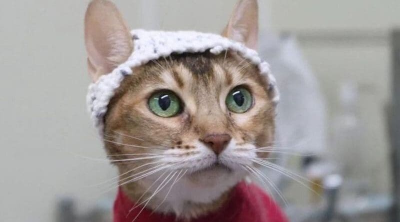 Fée, an abandoned cat with chronic osteoarthritis, was one of 11 who wore specially knitted caps for tests at Université de Montréal's veterinary school. (Credit: Aliénor Delsart, Université de Montréal)