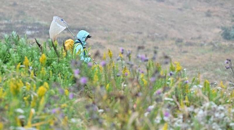 Recent WSU-led research offers hope for at-risk butterflies finding that their populations did better when their habitat was actively managed. The study looked at 31 at-risk butterfly species across the U.S. whose populations are facing rapid declines related to habitat loss, climate change and pesticide use. CREDIT: Photo by Shelly Hanks, Washington State University