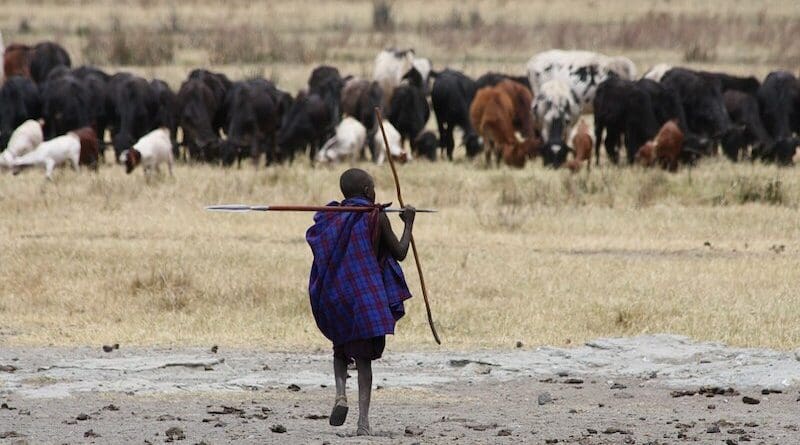 A young Maasai herding cows. Photo Credit: Andreas Lederer, Wikimedia Commons