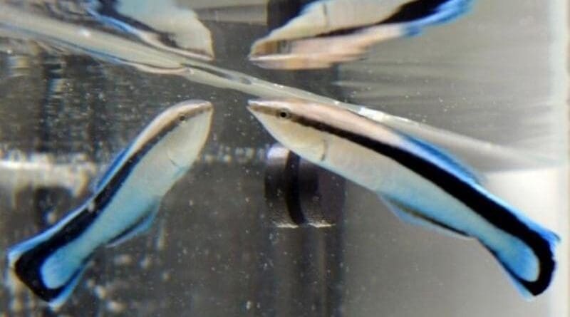 A bluestreak cleaner wrasse (Labroides dimidiatus) swims in a tank at right, with its mirror image at left. CREDIT: Osaka Metropolitan University