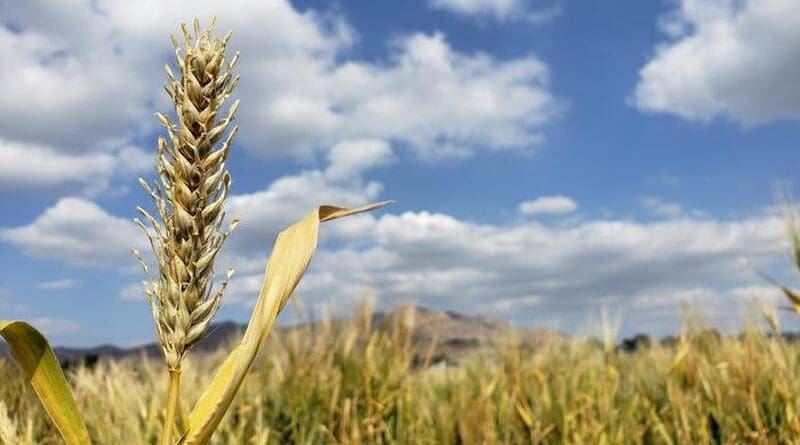 Barley growing in a field at UC Davis, part of a century-old biological experiment. CREDIT: Dan Koenig/UCR