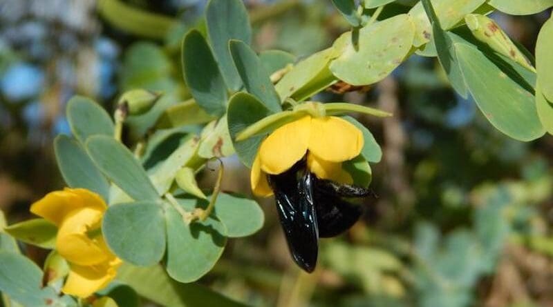 Female bumblebees visiting flowers of Chamaecrista latistipula in the wild. The insect makes internal parts of the flower vibrate in order to extract protein-rich pollen grains, which it carries away to feed to the colony’s larvae. CREDIT: Anselmo Nogueira