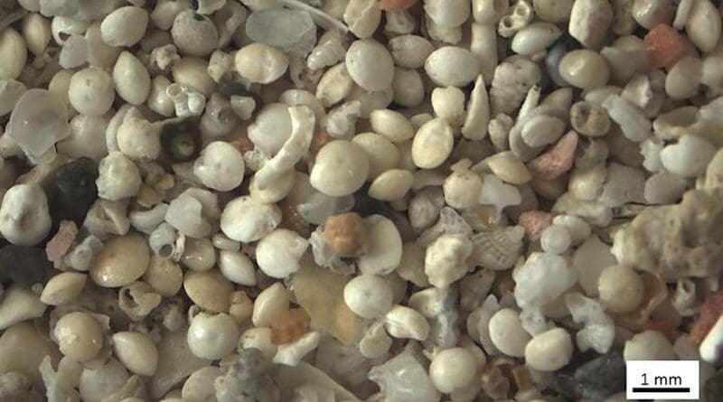 Sand sample from Elafonisos, Greece, with abundant A. lobifera shells, as well as shells and shell fragments from snails and other organisms. CREDIT: Olga Koukousioura