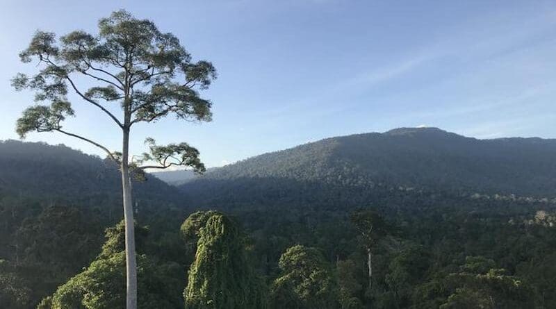 Old-growth tropical forest at Maliau Basin Conservation Area in Sabah, Malaysian Borneo. Credit: Maria Mills