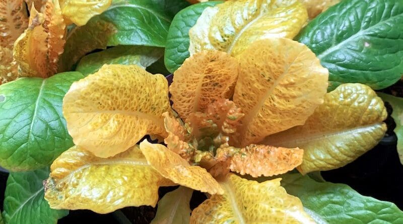 Golden lettuce. Photo Credit: Universitat Politècnica de València
