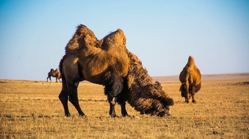 Camels in Mongolia