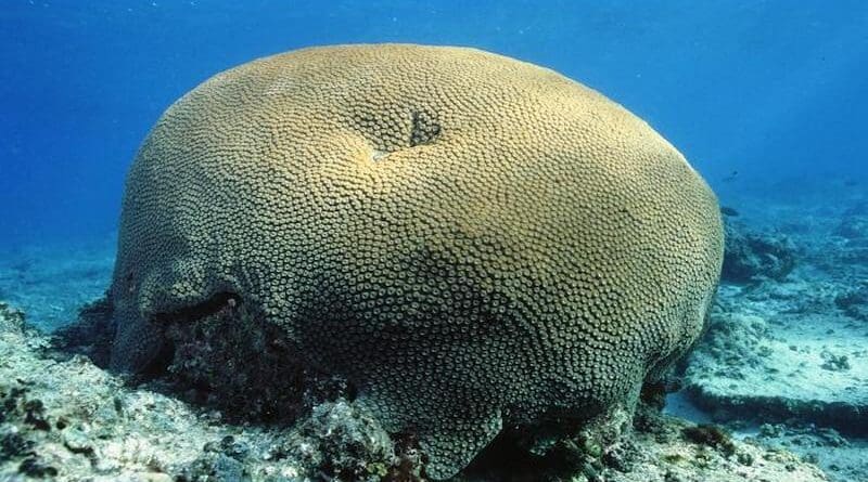 A coral of the species Diploastrea heliopora, commonly known as the honeycomb or brain coral CREDIT: Joel Orempuller