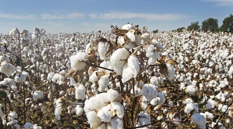 file photo cotton field