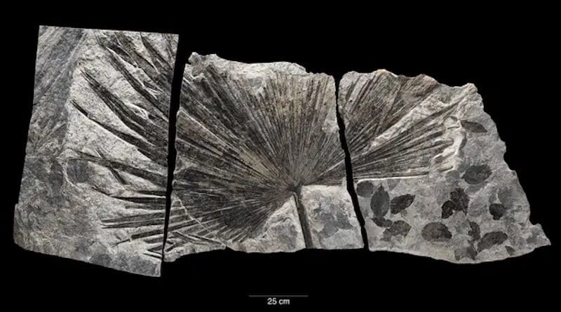 The new paper is part of an ongoing research effort that began in 2018, when Smithsonian researchers were helping develop the museum’s “David H. Koch Hall of Fossils— Deep Time.” The new hall aimed to put the museum’s fossils in context by highlighting how Earth’s climate has changed over the past half-a-billion years. Credit: Lucia RM Martino, James Di Loreto and Fred Cochard, Smithsonian.