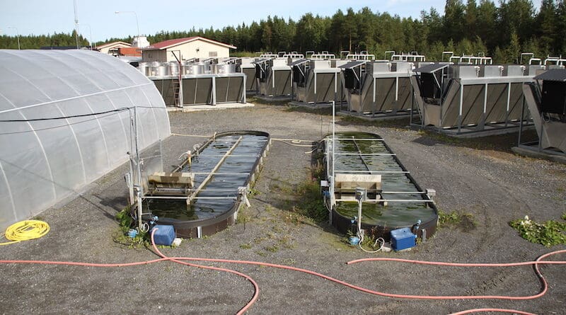 At the Dåva waste treatment plant in Umeå, microalgae are grown in wastewater, both in greenhouses and outdoors. Photo: Christiane Funk