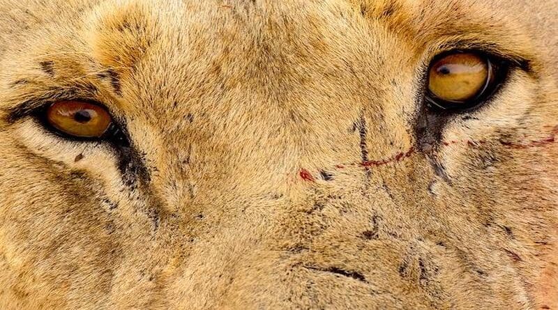 A new study analyzed hairs embedded in the damaged teeth of two “man-eater” lions that killed at least 28 people in 1898 in the Tsavo region of Kenya. CREDIT: Photo copyright Michael Jeffords and Susan Post
