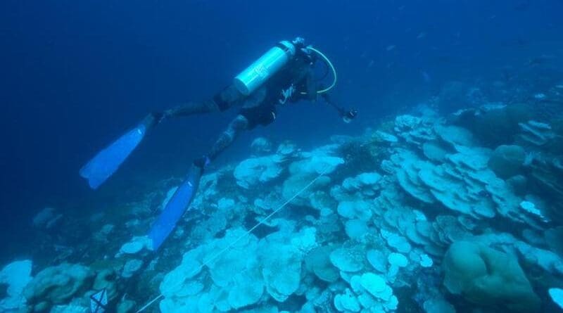 Expedition diver Rose Dodwell documenting the extent of coral bleaching along a transect at 32 meters depth (white transect tape is visible in the middle of the image). CREDIT: Mark Rohr