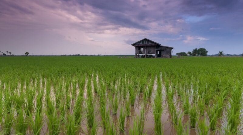 asia rice paddy farming agriculture