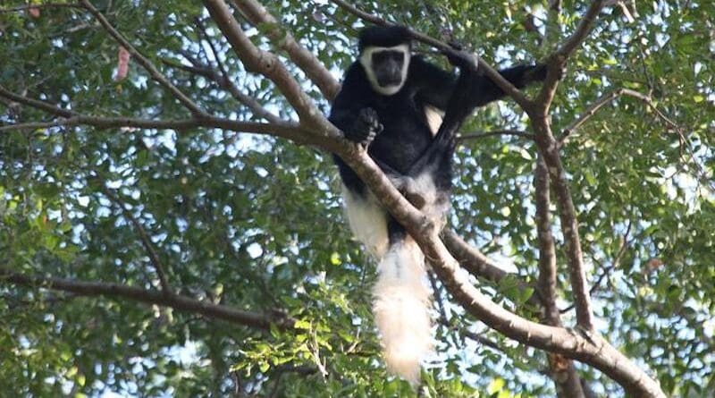 The threatened Mt. Kilimanjaro Colobus (Colobus caudatus) is only found in Highland Forests on the Tanzania-Kenya border straddling two Key Biodiversity Areas CREDIT: Alexander Lees