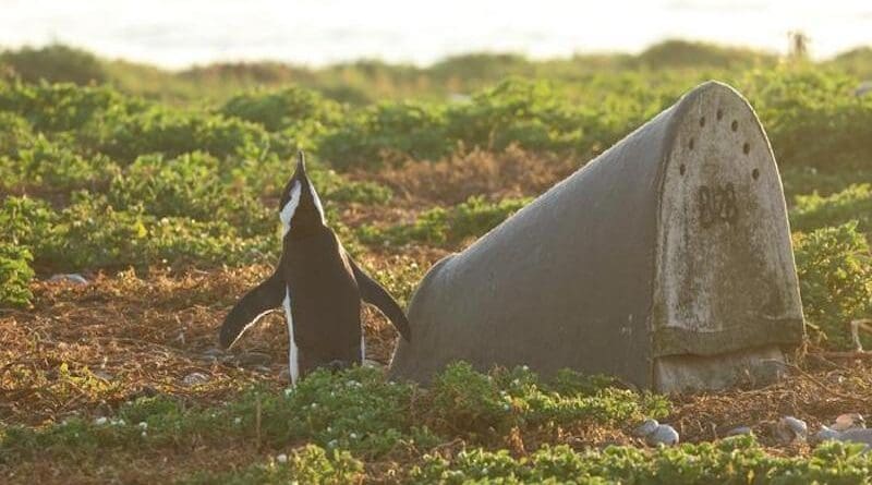African Penguin and double-layered ceramic artificial nest CREDIT: Lorien Pichegru