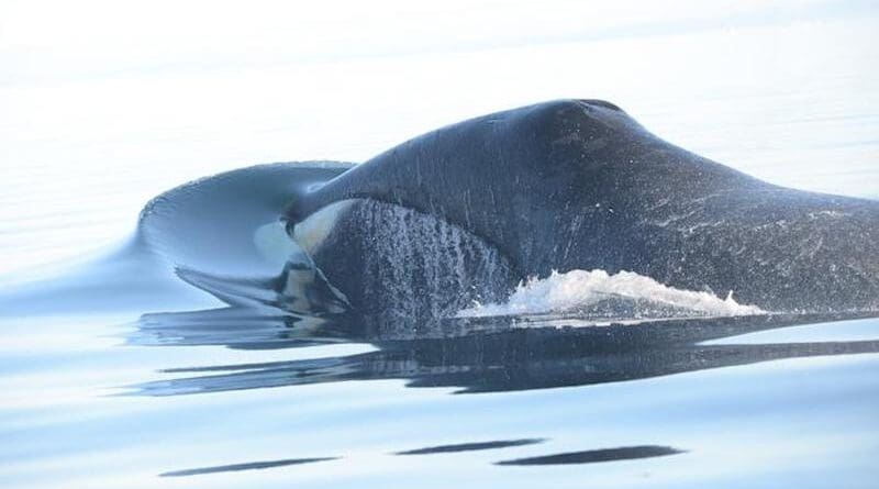 Whale breaking the surface of the water. Credit: Mads Peter Heide-Jørgensen.