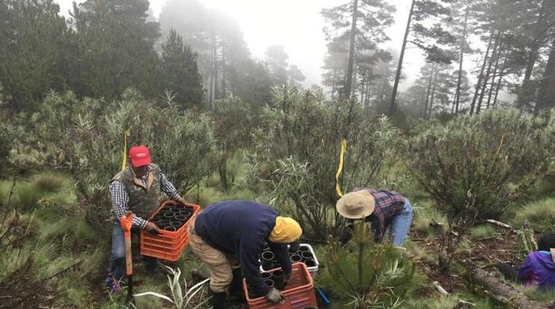 Planting Abies religiosa (Sacred fir) seedlings under the shade of pre-existing shrubs (Senecio cinerarioides, narrow green-greyish foliage) as protective “nurse plants”. Large trees on background are adult Pinus hartwegii, the pine that reaches the timberline. Abies religiosa is completely absent in this site at 3800 m of elevation, northeaster slope of Nevado de Toluca volcano, central Mexico, because it is too high in elevation. Planters personnel are locals of Native Indian origin. CREDIT: Cuauhtémoc Sáenz-Romero, UMSNH