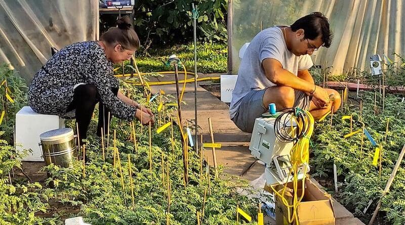 The Viennese authors of the Study: l.t.r. Anke Bellaire and Arindam Ghatak collected chickpea leaves from the field and measured the physiological parameters C: Wolfram Weckwerth