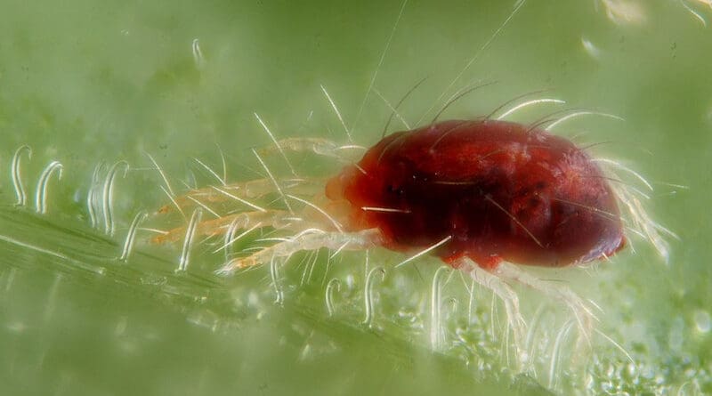 Female of the red form of the spider mite Tetranychus urticae with two silk wires. Red spider mites have caused huge crop losses in Libya this year, farmers say. Copyright: Gilles San Martin / CABI
