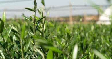Olive trees in Meknes Nursery, October 2024. Photo Credit: High Atlas Foundation
