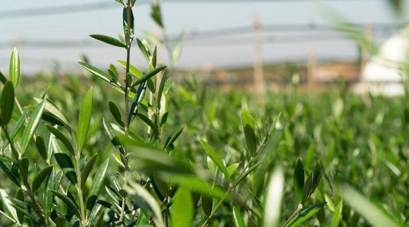 Olive trees in Meknes Nursery, October 2024. Photo Credit: High Atlas Foundation