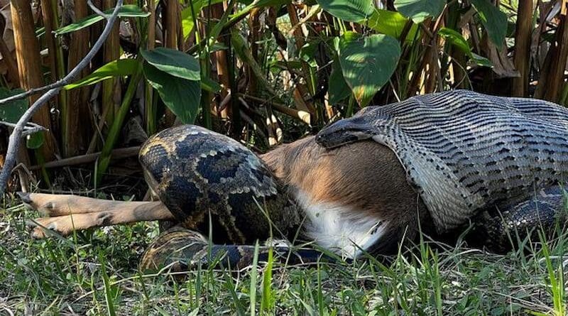 Researchers with the Conservancy of Southwest Florida observed this 15-foot-long Burmese python swallowing a 77-pound deer in the Everglades National Park. CREDIT: Ian Bartoszek/Conservancy of Southwest Florida