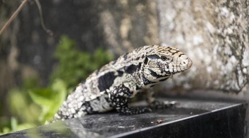 A tegu captured in South Florida CREDIT: UF/IFAS Cat Wofford