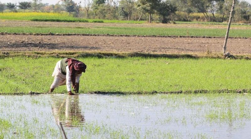A farmer in Pakistan