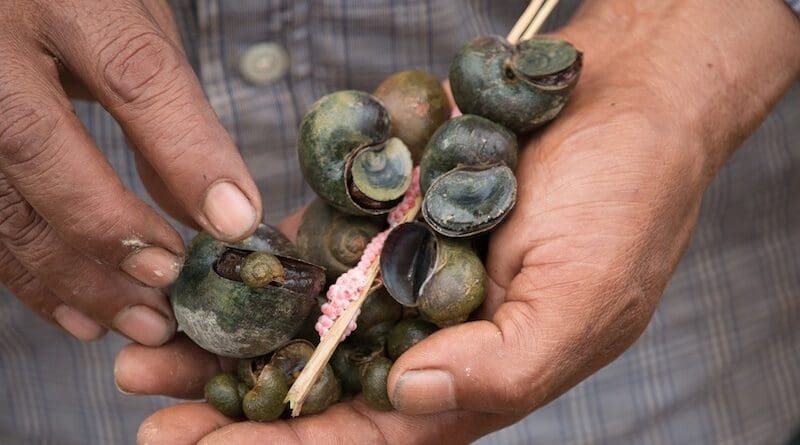 Invasive apple snail (Credit: CABI).